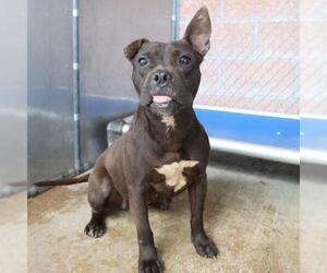 Bulldog-Unknown Mix Dogs for adoption in San Antonio, TX, USA