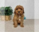 Small #1 Cavapoo