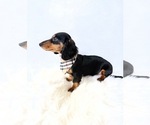 Small #2 Dachshund