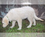 Small #4 Golden Retriever-Kuvasz Mix