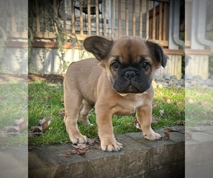 French Bulldog Puppy for sale in UNIVERSITY PLACE, WA, USA