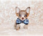 Small #5 Chihuahua