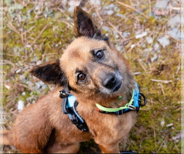 Medium Photo #1 Mutt Puppy For Sale in Rockaway, NJ, USA