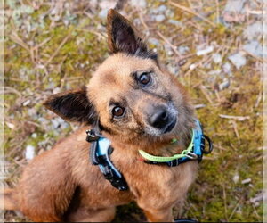 Mutt Dogs for adoption in Rockaway, NJ, USA