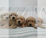 Small #3 Golden Retriever