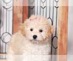 Small Photo #2 Bichpoo Puppy For Sale in NAPLES, FL, USA