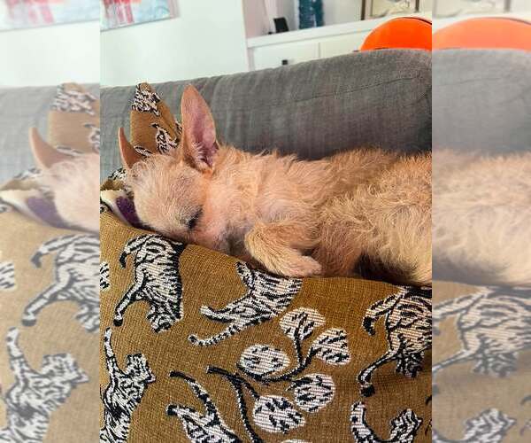 Medium Photo #12 Chihuahua-Unknown Mix Puppy For Sale in San Francisco, CA, USA