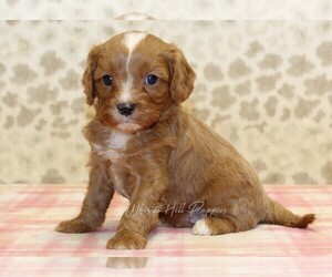 Cavapoo Puppy for sale in DENVER, PA, USA