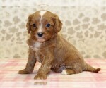 Small Cavapoo