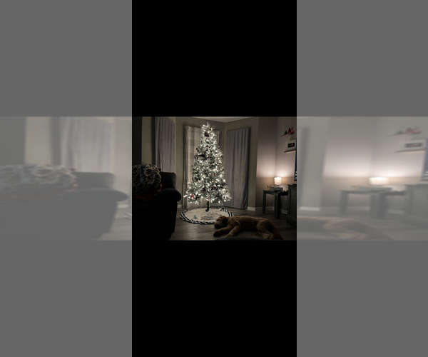 Medium Photo #3 Goldendoodle Puppy For Sale in SPRINGFIELD, MO, USA