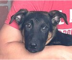 Small #2 German Shepherd Dog Mix