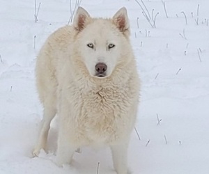 Father of the Siberian Husky puppies born on 12/27/2020