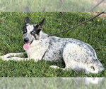 Small #4 Mutt