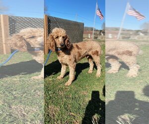 Poodle (Standard) Dogs for adoption in Pacolet, SC, USA