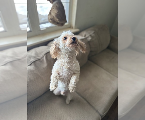 Medium Photo #1 Pyredoodle (Toy) Puppy For Sale in WINSTON SALEM, NC, USA