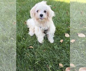 Walker - Male Maltese Dog for Adoption - Photo #3