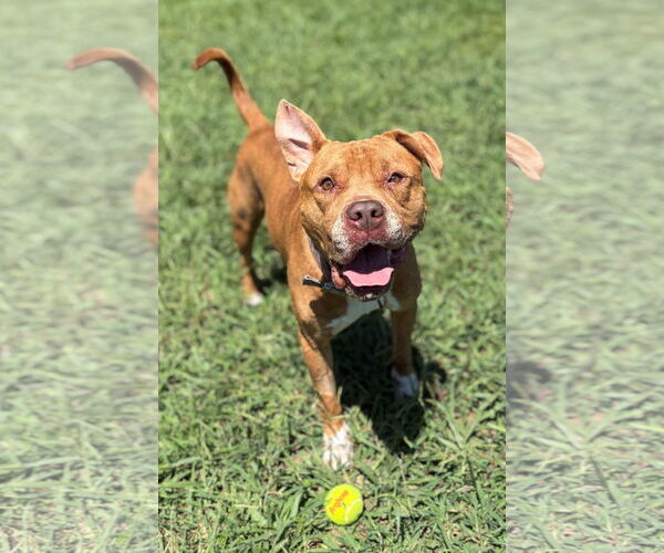 Medium Photo #4 American Pit Bull Terrier-Unknown Mix Puppy For Sale in Virginia Beach, VA, USA