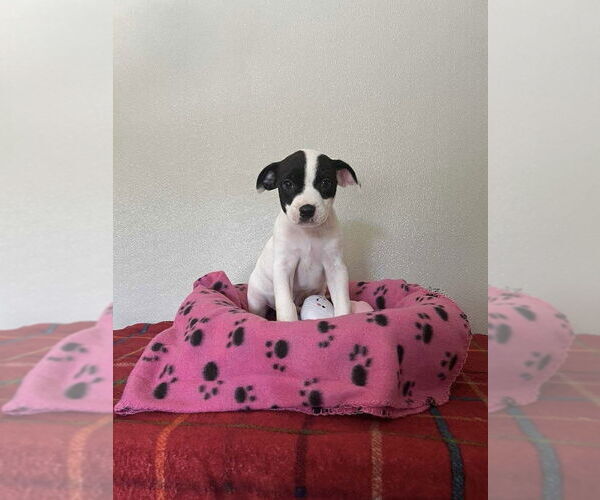 Medium Photo #1 Bogle Puppy For Sale in Osgood, IN, USA