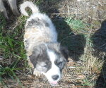 Puppy 7 Anatolian Shepherd-Great Pyrenees Mix