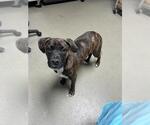 Small American Pit Bull Terrier Mix