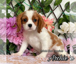 Image preview for Ad Listing. Nickname: Archie