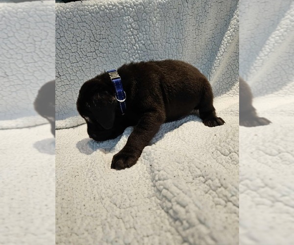 Medium Photo #35 Labrador Retriever Puppy For Sale in Gagetown, MI, USA
