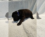 Small #1 Labrador Retriever