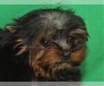 Small Photo #2 Yorkshire Terrier Puppy For Sale in SHAWNEE, OK, USA