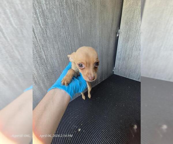 Medium Photo #1 Chihuahua Puppy For Sale in San Antonio, TX, USA