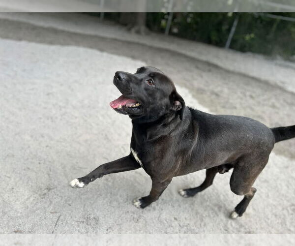 Medium Photo #8 Mutt Puppy For Sale in Myrtle Beach, SC, USA