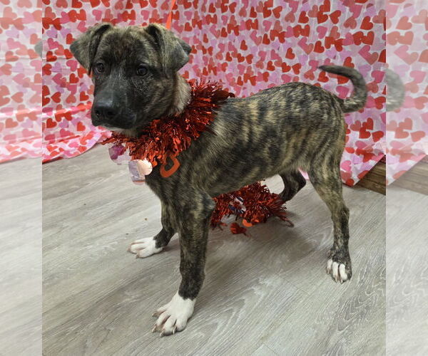 Medium Photo #5 Anatolian Shepherd-Holland Shepherd Mix Puppy For Sale in Attalka, AL, USA