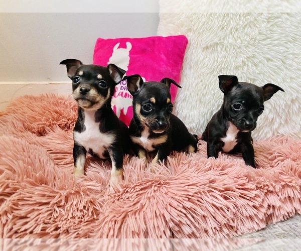Medium Photo #1 Chihuahua Puppy For Sale in COOKEVILLE, TN, USA