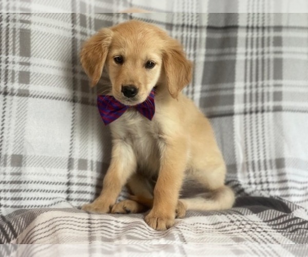 Medium Photo #1 Golden Retriever Puppy For Sale in LAKELAND, FL, USA