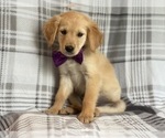 Small Photo #1 Golden Retriever Puppy For Sale in LAKELAND, FL, USA