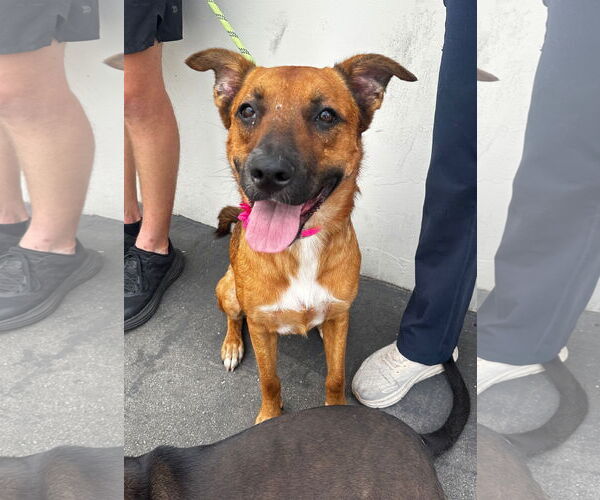 Medium Photo #2 German Shepherd Dog-Unknown Mix Puppy For Sale in Newport Beach, CA, USA