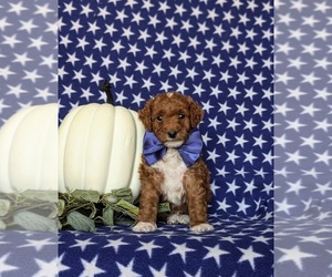 Goldendoodle (Miniature) Puppy for sale in COCHRANVILLE, PA, USA