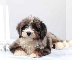 Bernedoodle (Miniature) Puppy for sale in LIVINGSTON, WI, USA