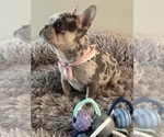 Small Photo #2 French Bulldog Puppy For Sale in GILBERT, AZ, USA