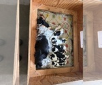 Image preview for Ad Listing. Nickname: Litter of 7