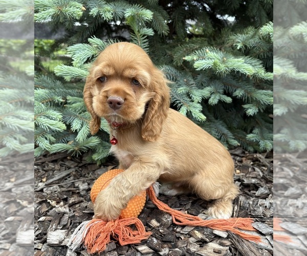 Medium Photo #4 Cocker Spaniel Puppy For Sale in MIDDLEBURY, IN, USA