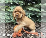 Small #3 Cocker Spaniel