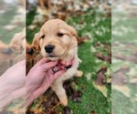 Small Photo #3 Golden Retriever Puppy For Sale in MERIDIAN, ID, USA