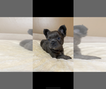 Small #6 French Bulldog