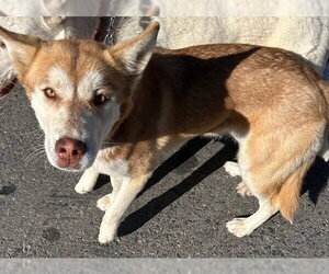 Siberian Husky-Unknown Mix Dogs for adoption in HESPERIA, CA, USA