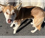 Small Siberian Husky Mix
