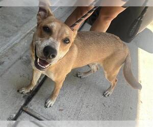 Labrador Retriever-Unknown Mix Dogs for adoption in Houston, TX, USA