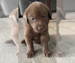 Image preview for Ad Listing. Nickname: Pink collar