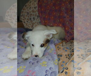 Border-Aussie Dogs for adoption in Aurora, IN, USA