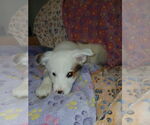 Small Border-Aussie