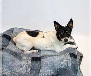 Alfalfa - Male Jack-Rat Terrier Dog for Adoption - Photo #4